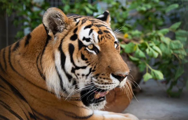 Former Minot zoo tiger has new home